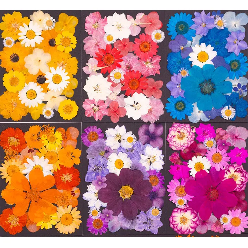 Mixed Color Style Pressed Flower Art Kit DIY Real Dried Flower Petals Plants for Resin Epoxy Bookmarks Frame Decoration